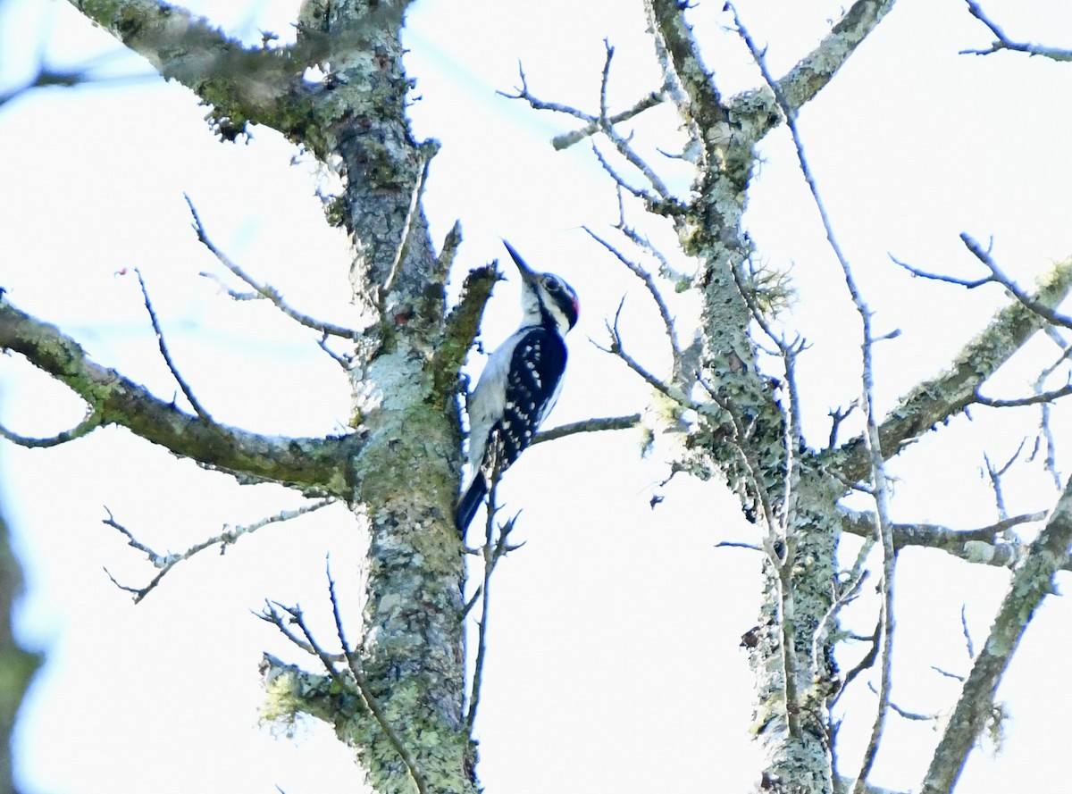 Hairy Woodpecker (Eastern) - ML618344929