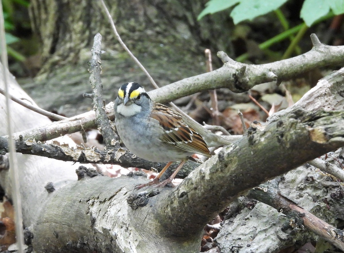 White-throated Sparrow - ML618344933