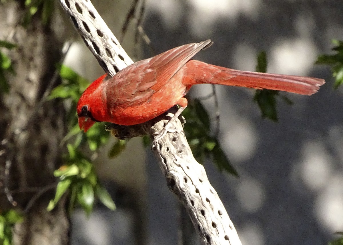 Cardinal rouge - ML618344936