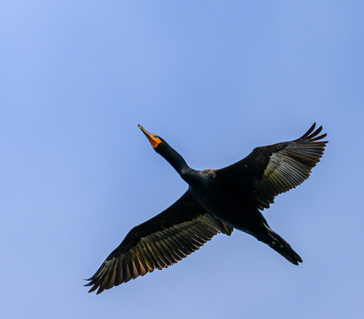 Double-crested Cormorant - Ken Miracle