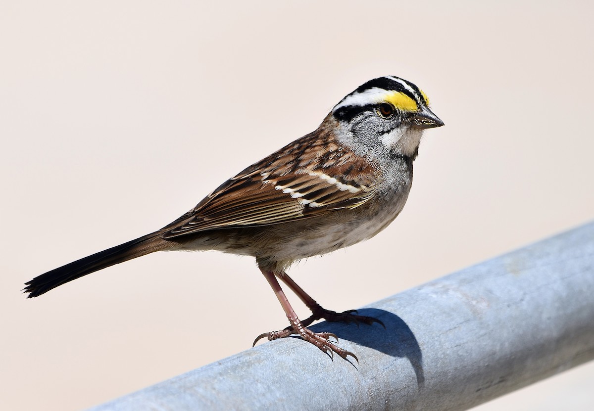 White-throated Sparrow - ML618344961