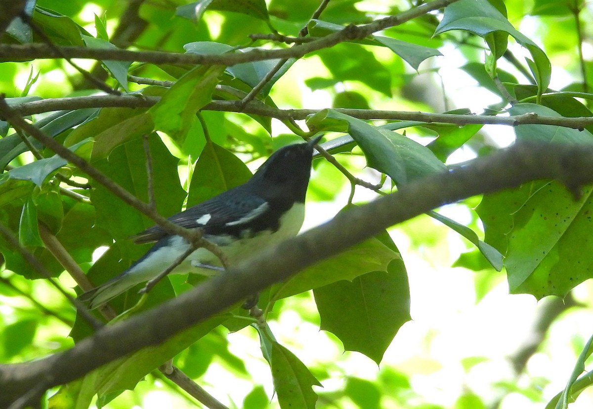 Black-throated Blue Warbler - ML618344967