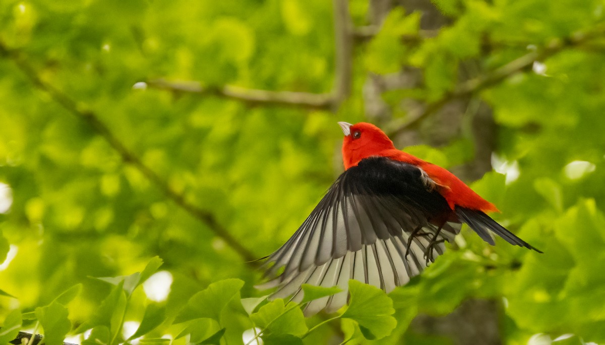 Scarlet Tanager - ML618344997