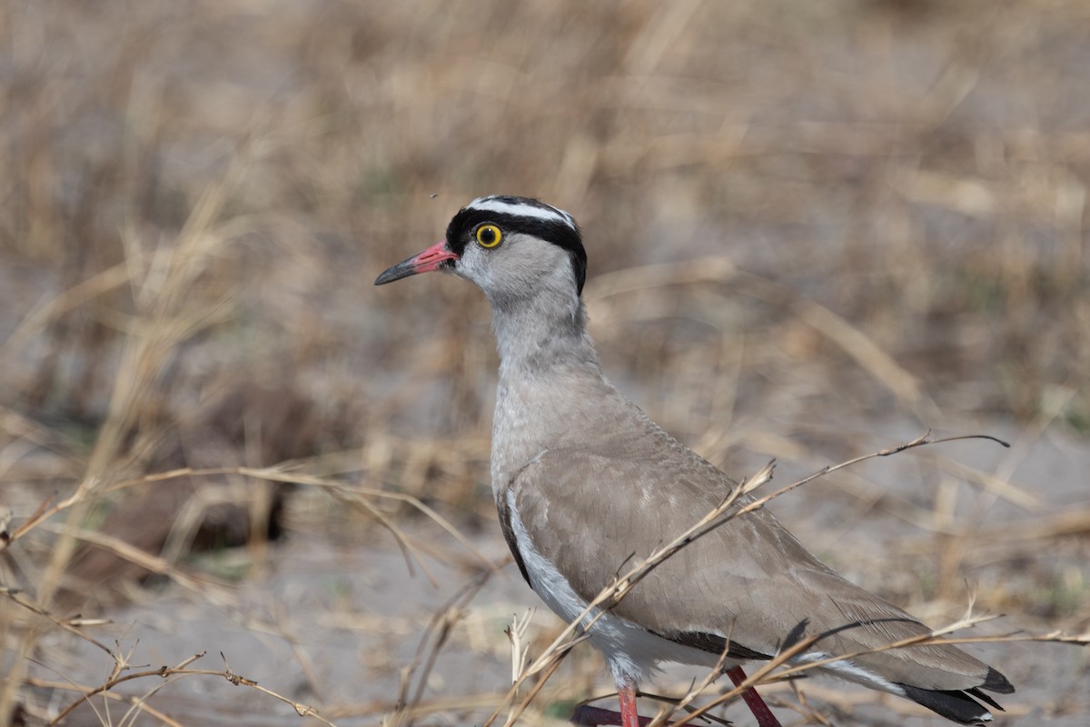 Crowned Lapwing - ML618345007