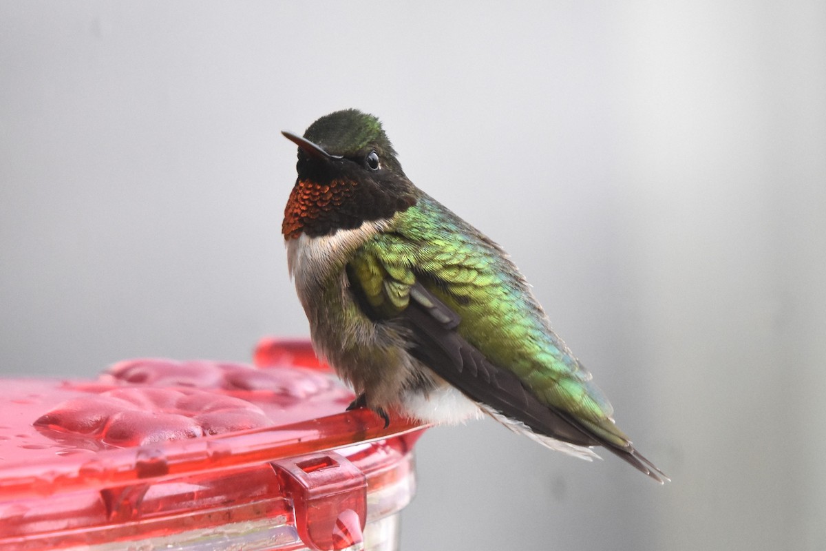 Ruby-throated Hummingbird - Maria Bloom