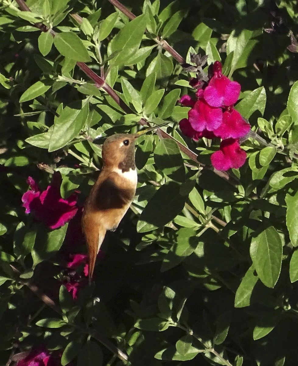 Rufous Hummingbird - Nancy Overholtz