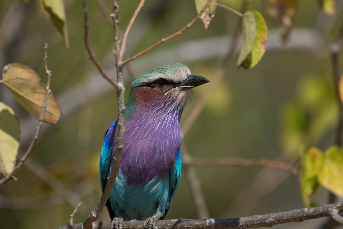 Lilac-breasted Roller - ML618345041