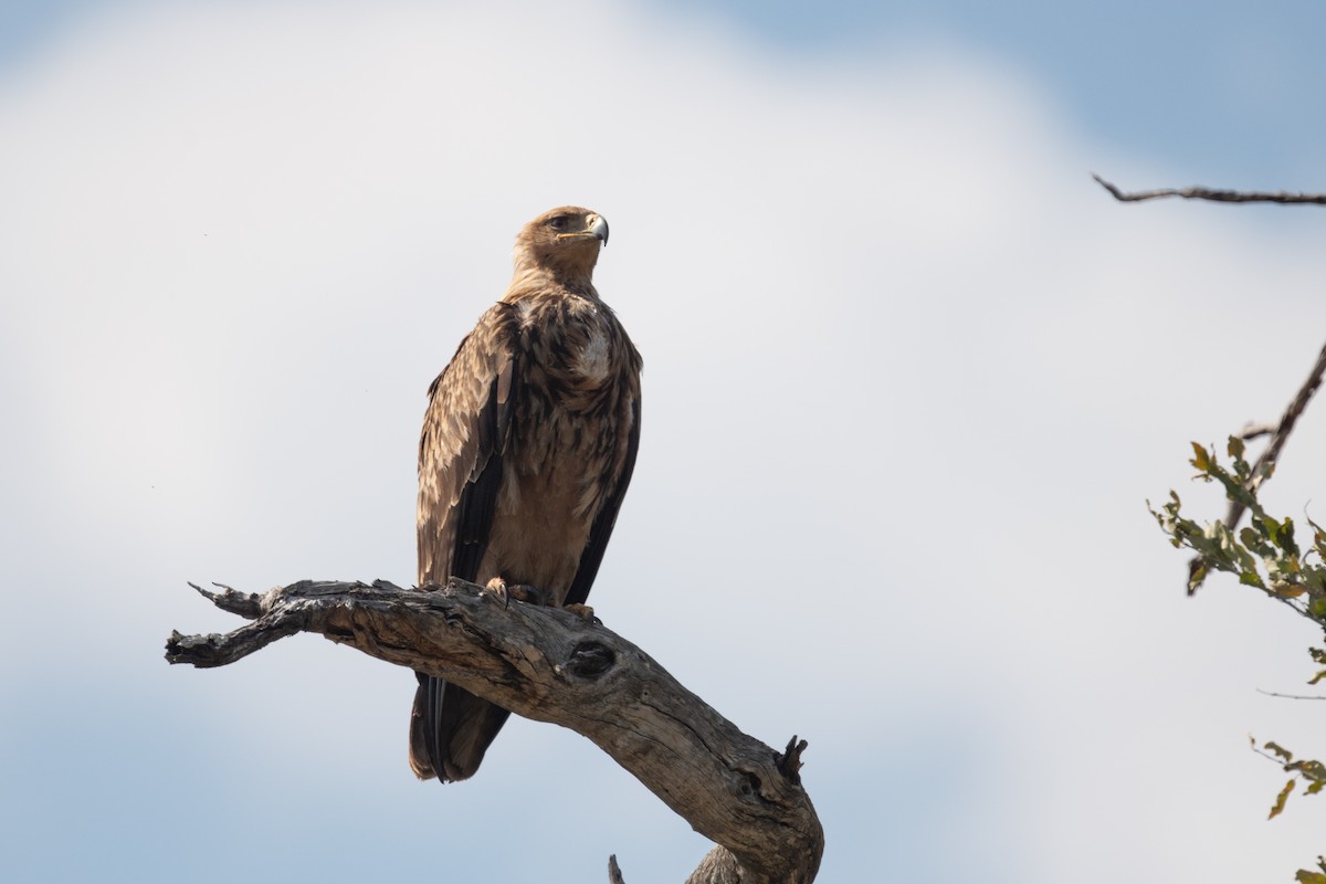 Tawny Eagle - Ross Bartholomew