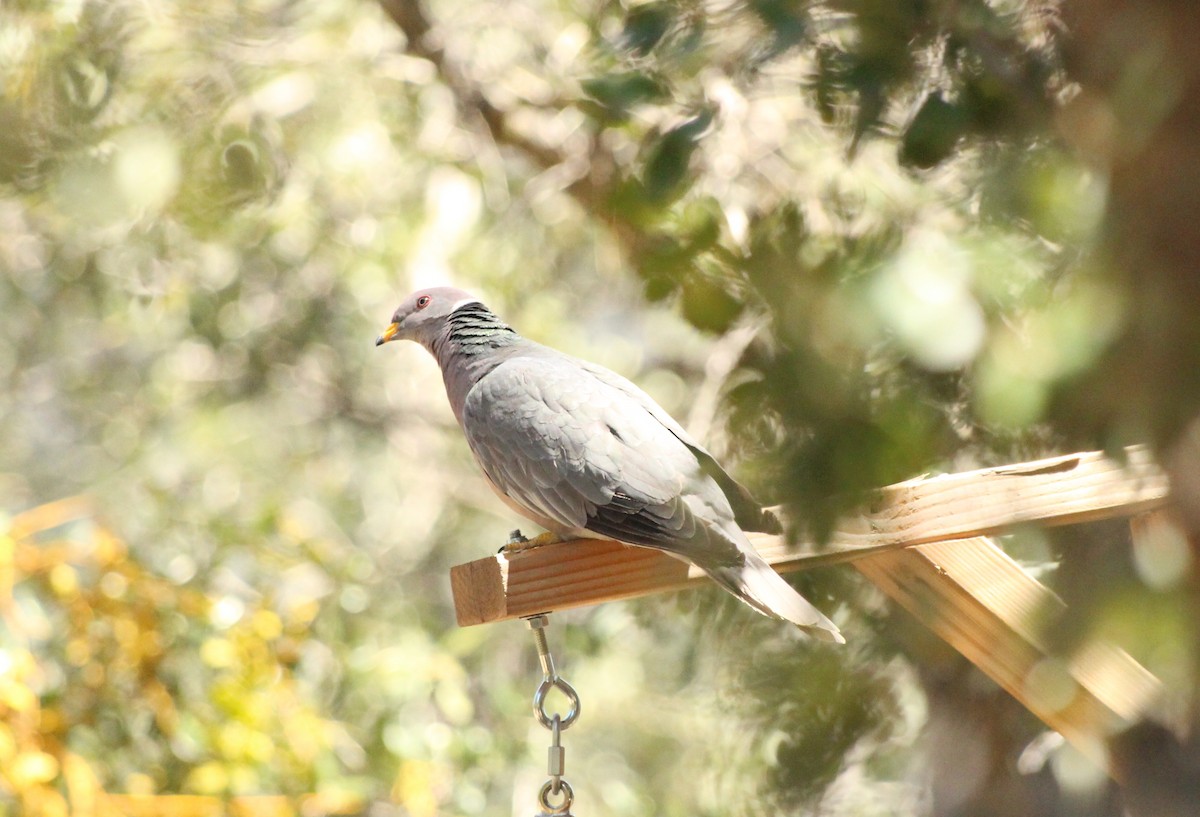 Band-tailed Pigeon - ML618345080
