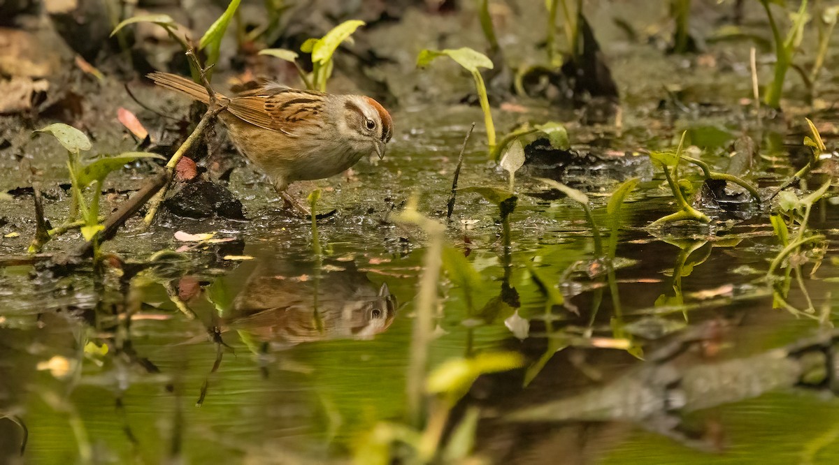 Swamp Sparrow - ML618345105