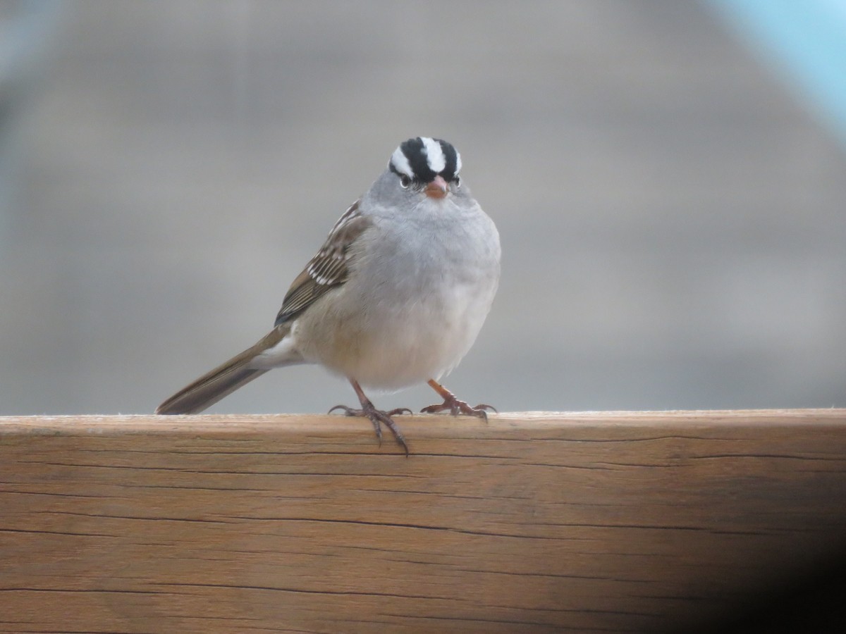 White-crowned Sparrow - ML618345177