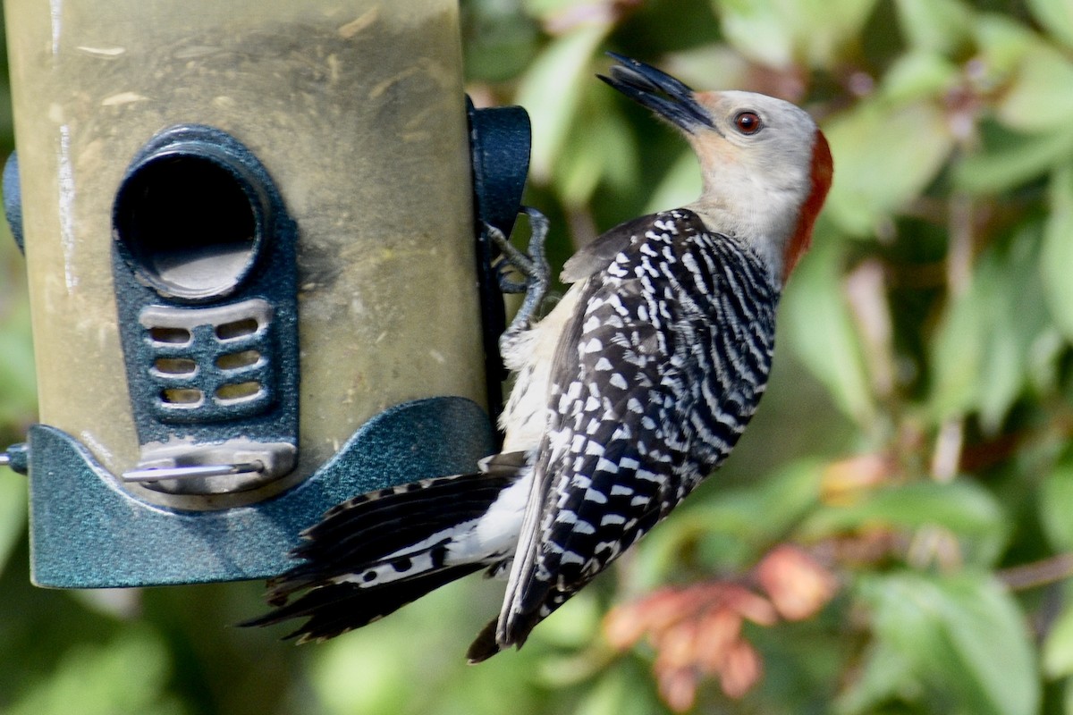 Red-bellied Woodpecker - Alena Capek