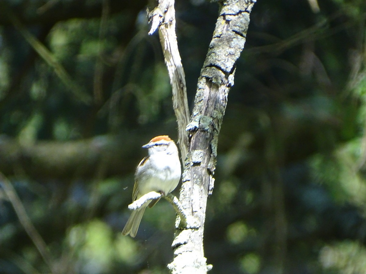 Chipping Sparrow - ML618345209