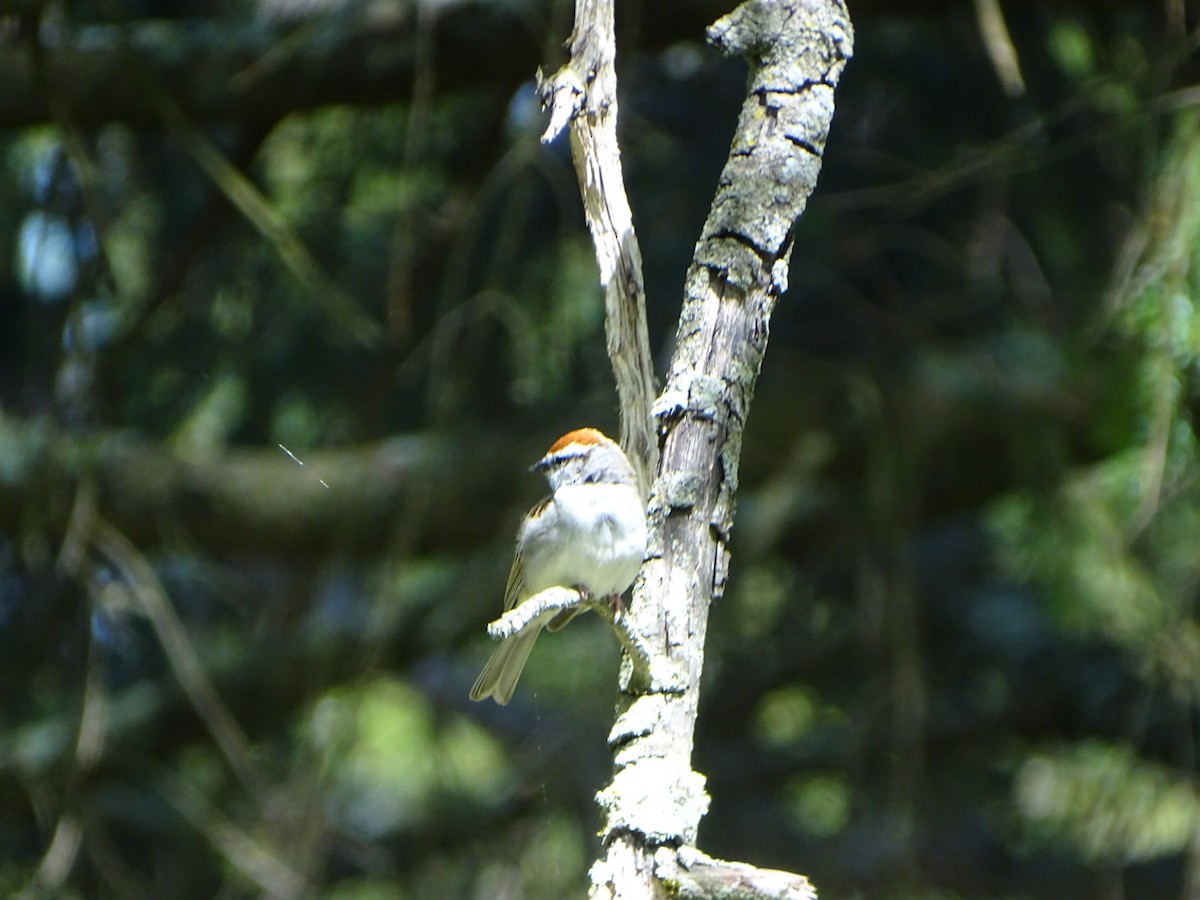 Chipping Sparrow - ML618345210