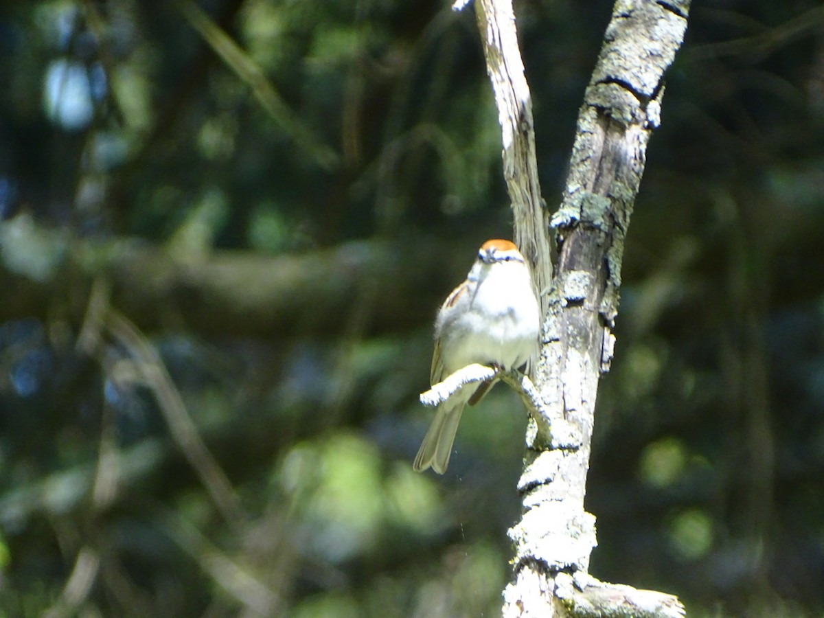 Chipping Sparrow - ML618345211