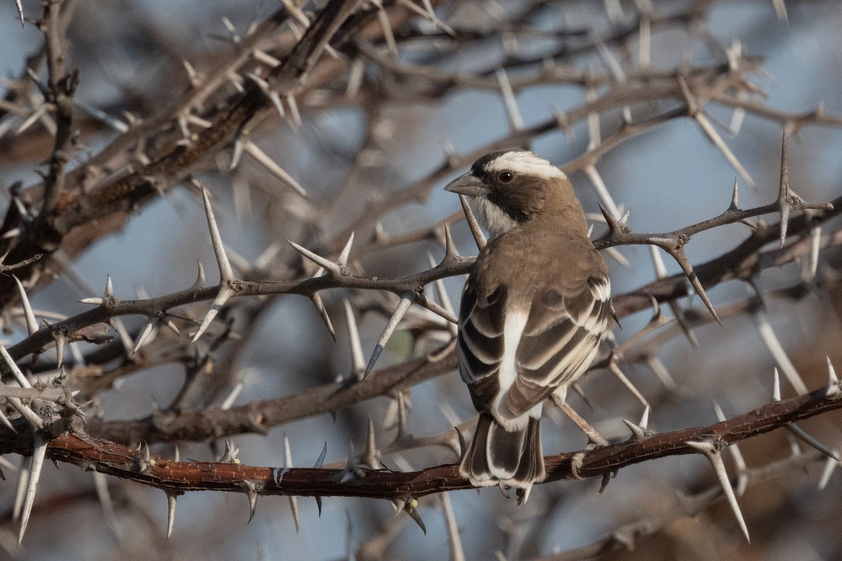 White-browed Sparrow-Weaver - ML618345224