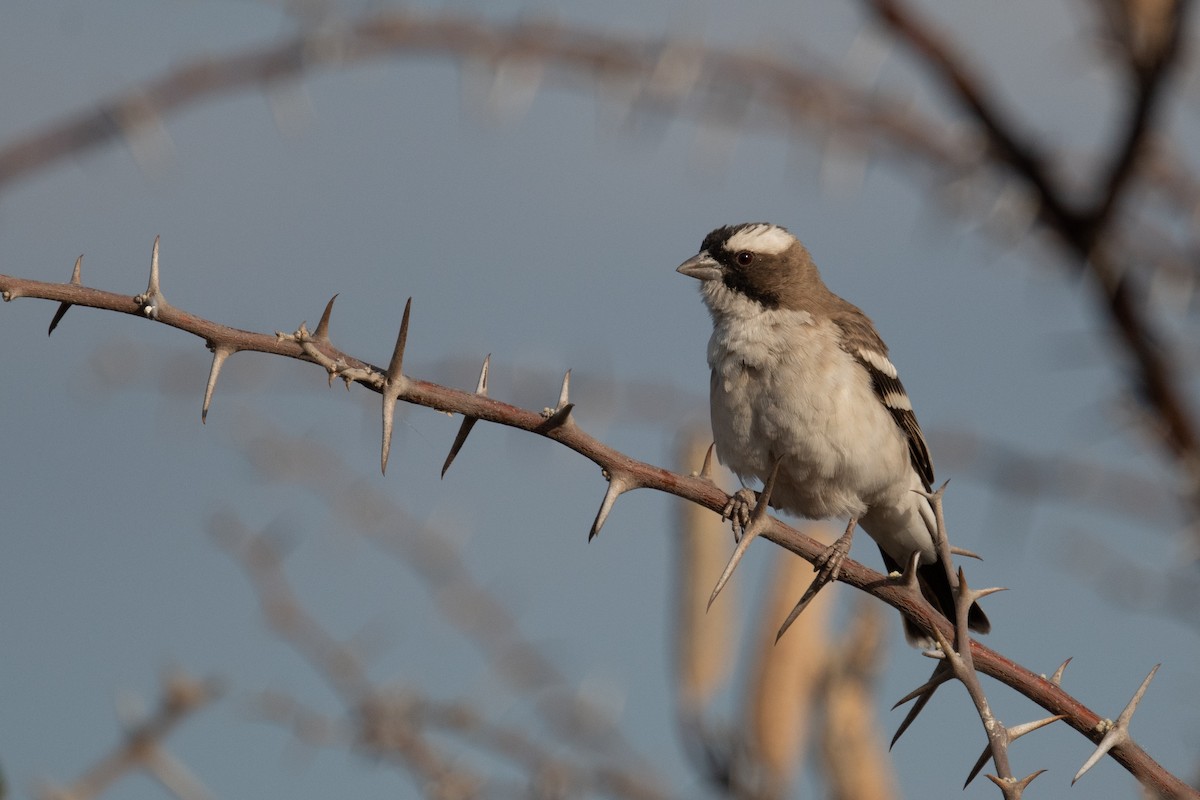 White-browed Sparrow-Weaver - ML618345226