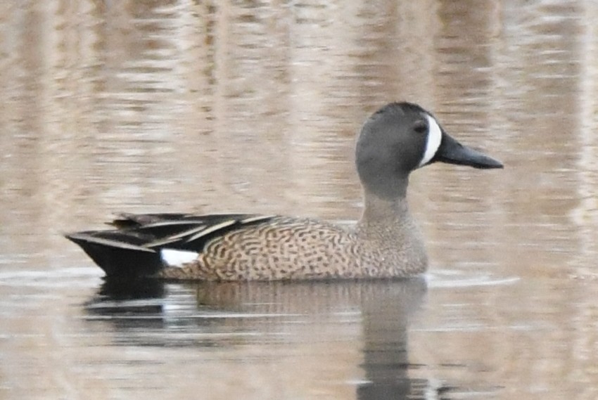 Blue-winged Teal - ML618345228
