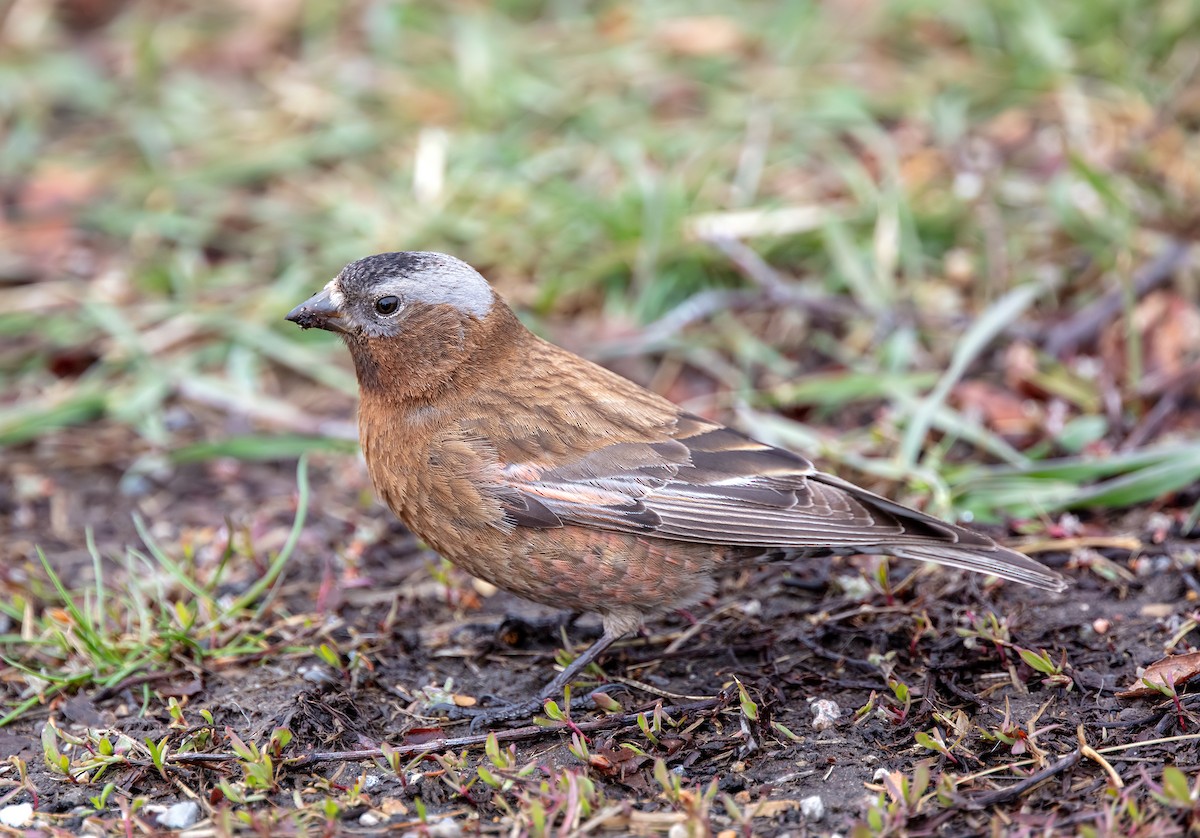 Gray-crowned Rosy-Finch - ML618345259