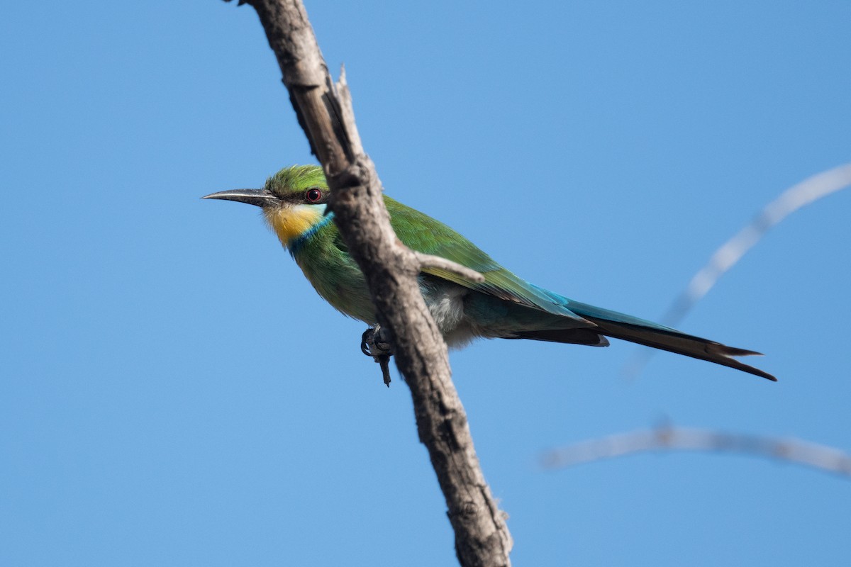 Swallow-tailed Bee-eater - ML618345291
