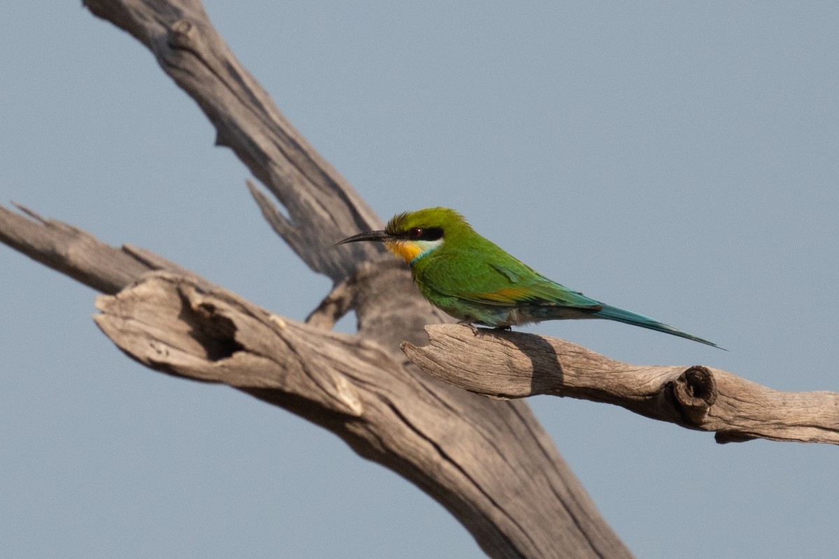 Swallow-tailed Bee-eater - ML618345298