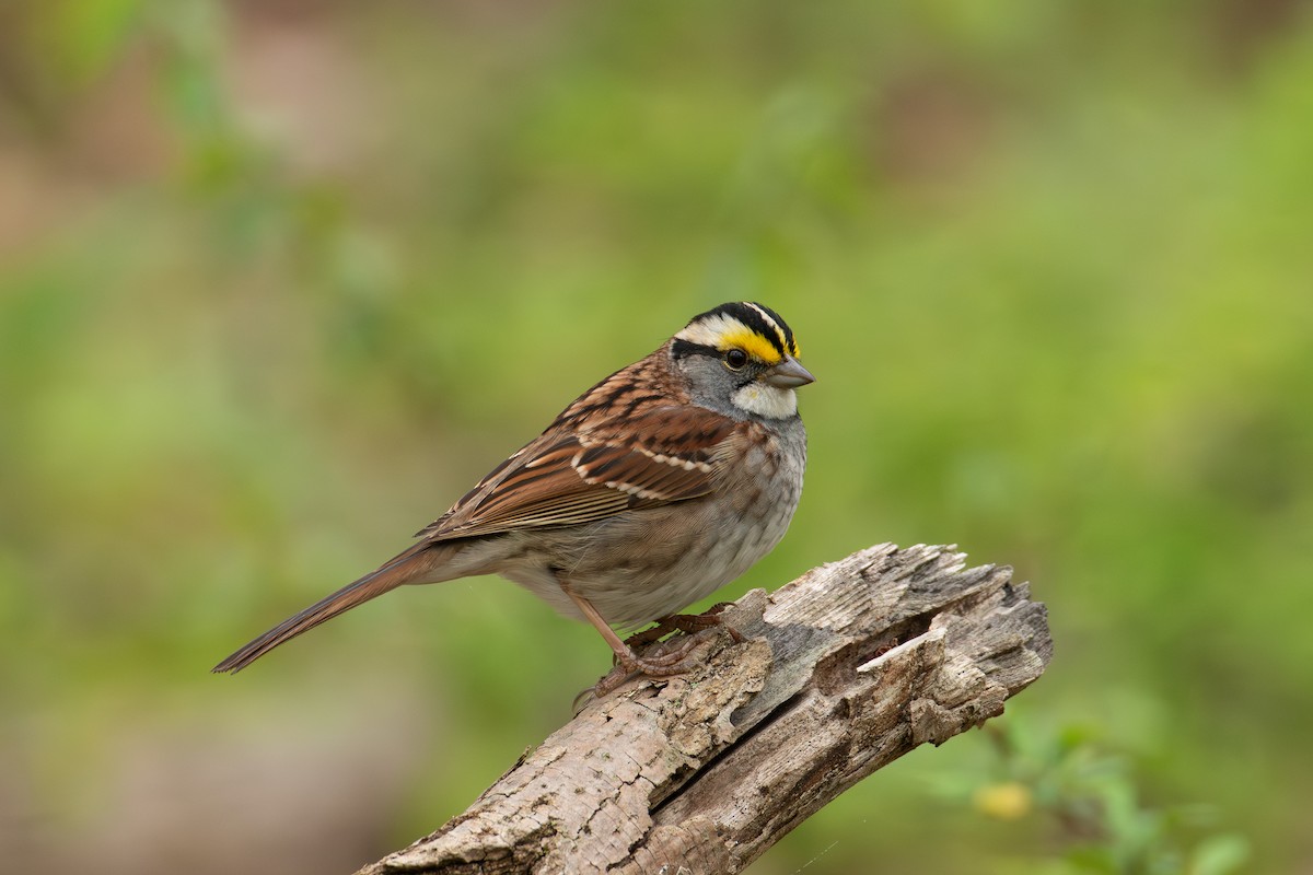White-throated Sparrow - ML618345304