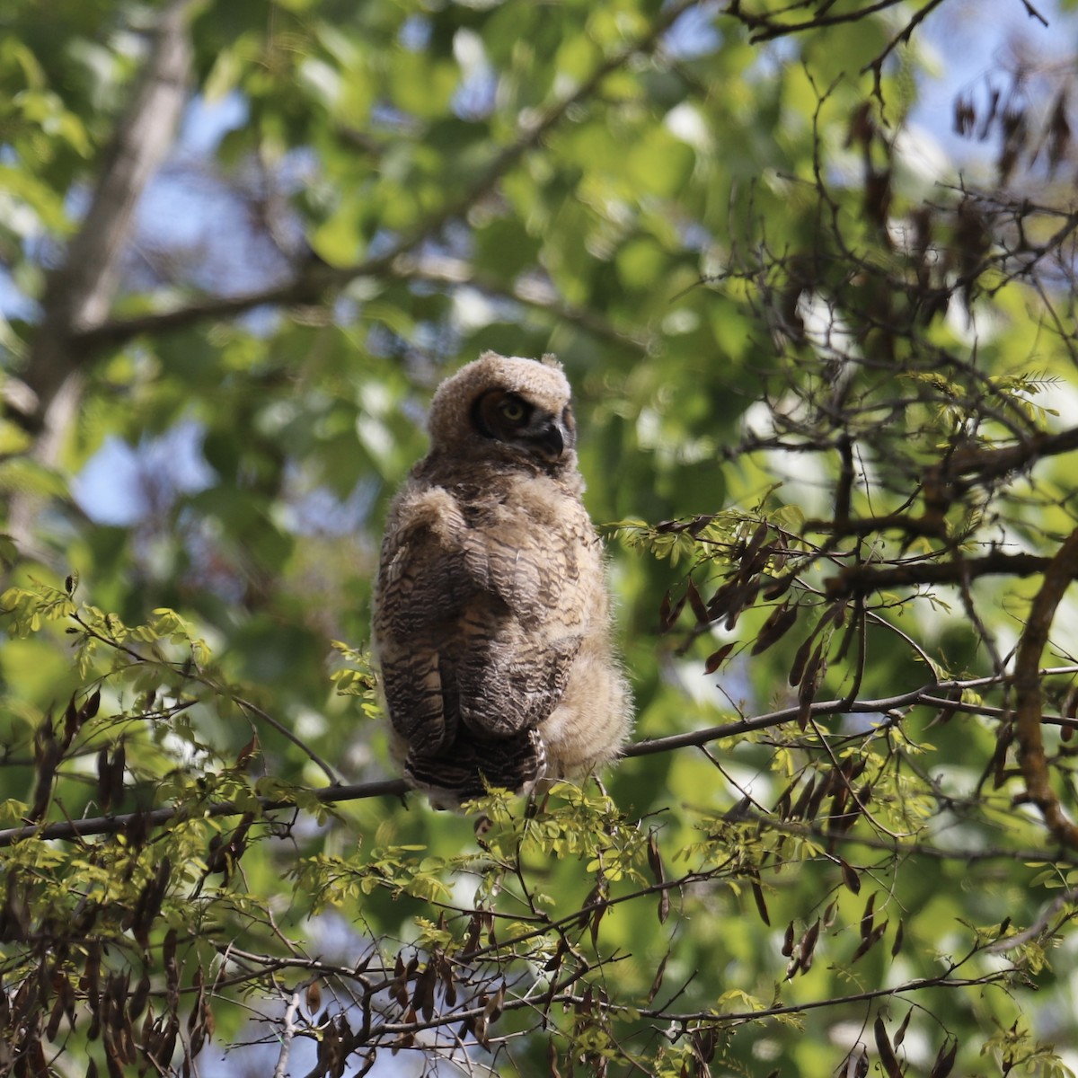 Great Horned Owl - ML618345337