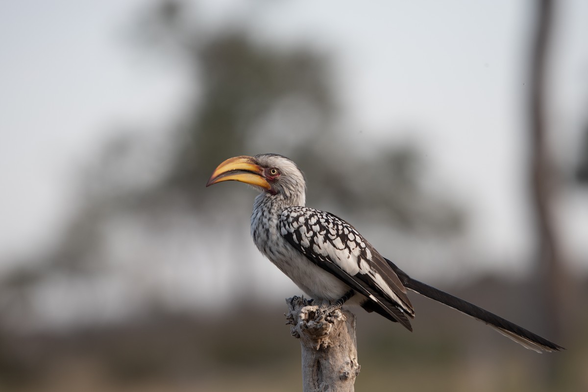 Southern Yellow-billed Hornbill - Ross Bartholomew