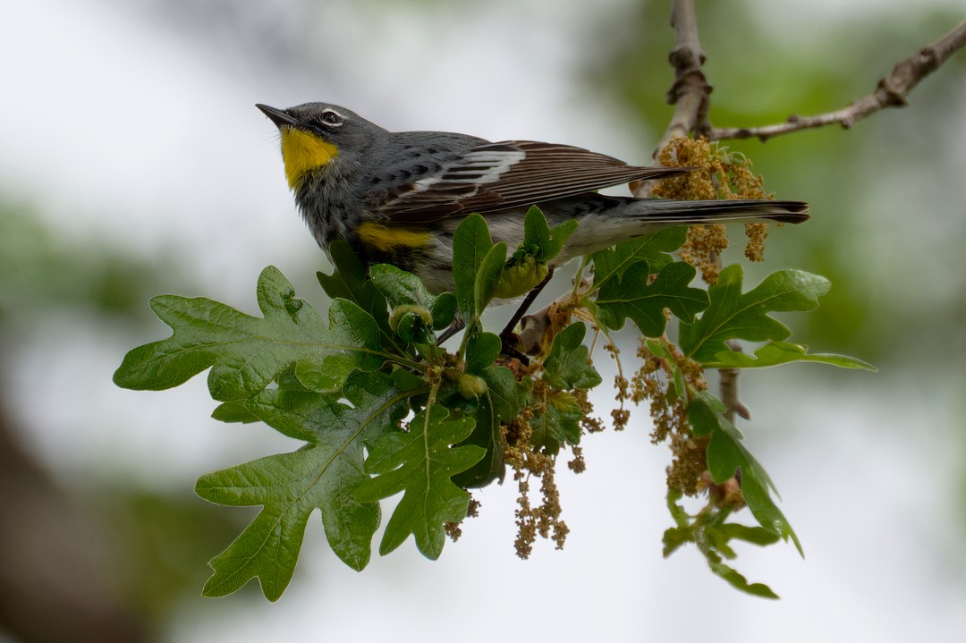 Yellow-rumped Warbler (Audubon's) - CJ FLICK