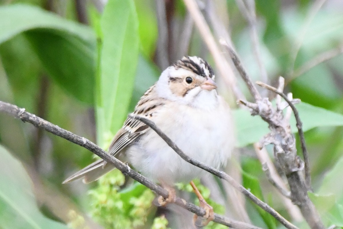 Clay-colored Sparrow - ML618345375