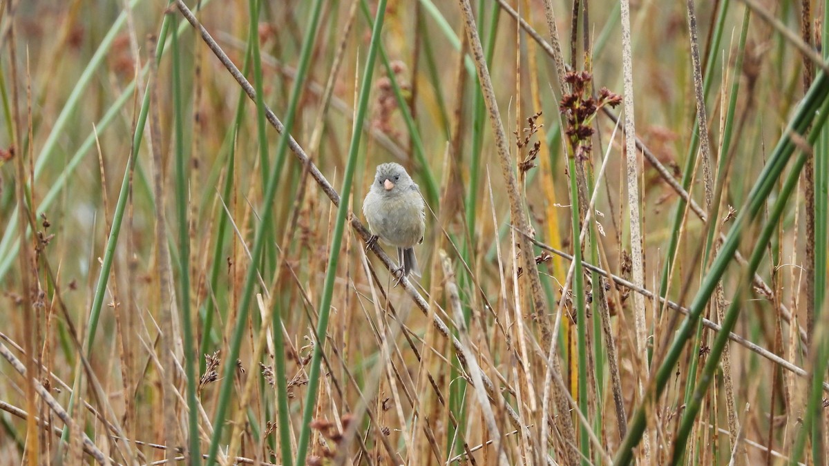 Plain-colored Seedeater - ML618345430