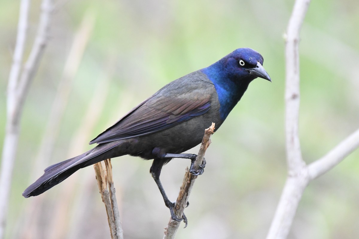 Common Grackle - Cathryn Dippo