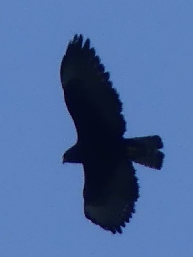 Short-tailed Hawk - ML618345468
