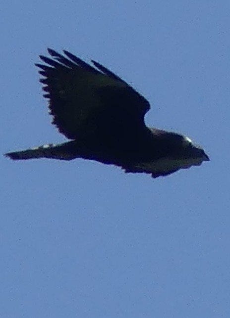 Short-tailed Hawk - ML618345470