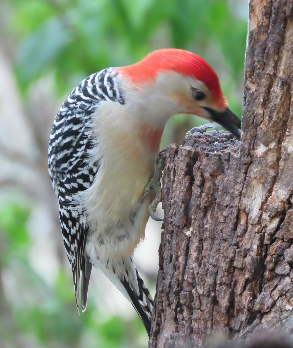 Red-bellied Woodpecker - Steve  Williams