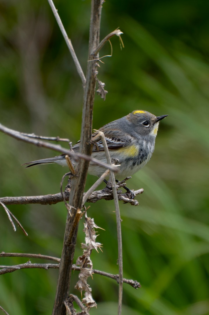 Yellow-rumped Warbler (Audubon's) - ML618345473