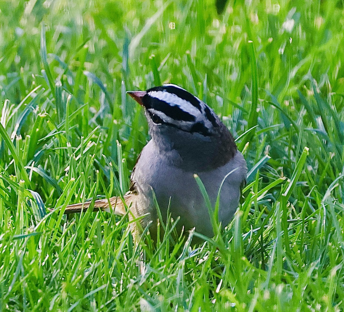 White-crowned Sparrow - ML618345495