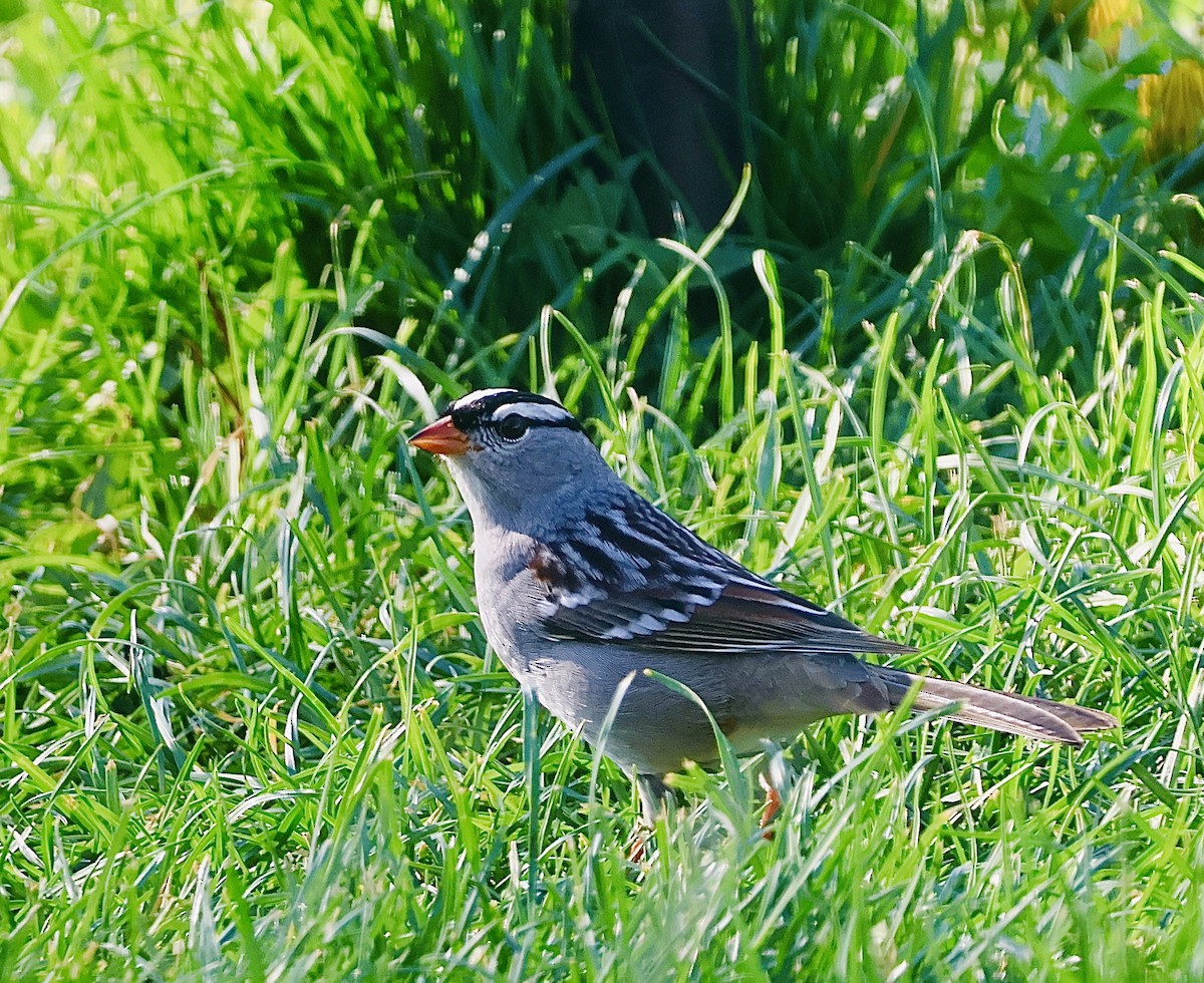 White-crowned Sparrow - Martin Yates