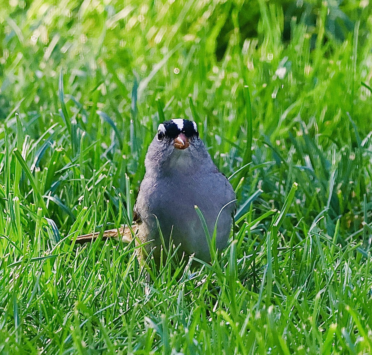 White-crowned Sparrow - Martin Yates