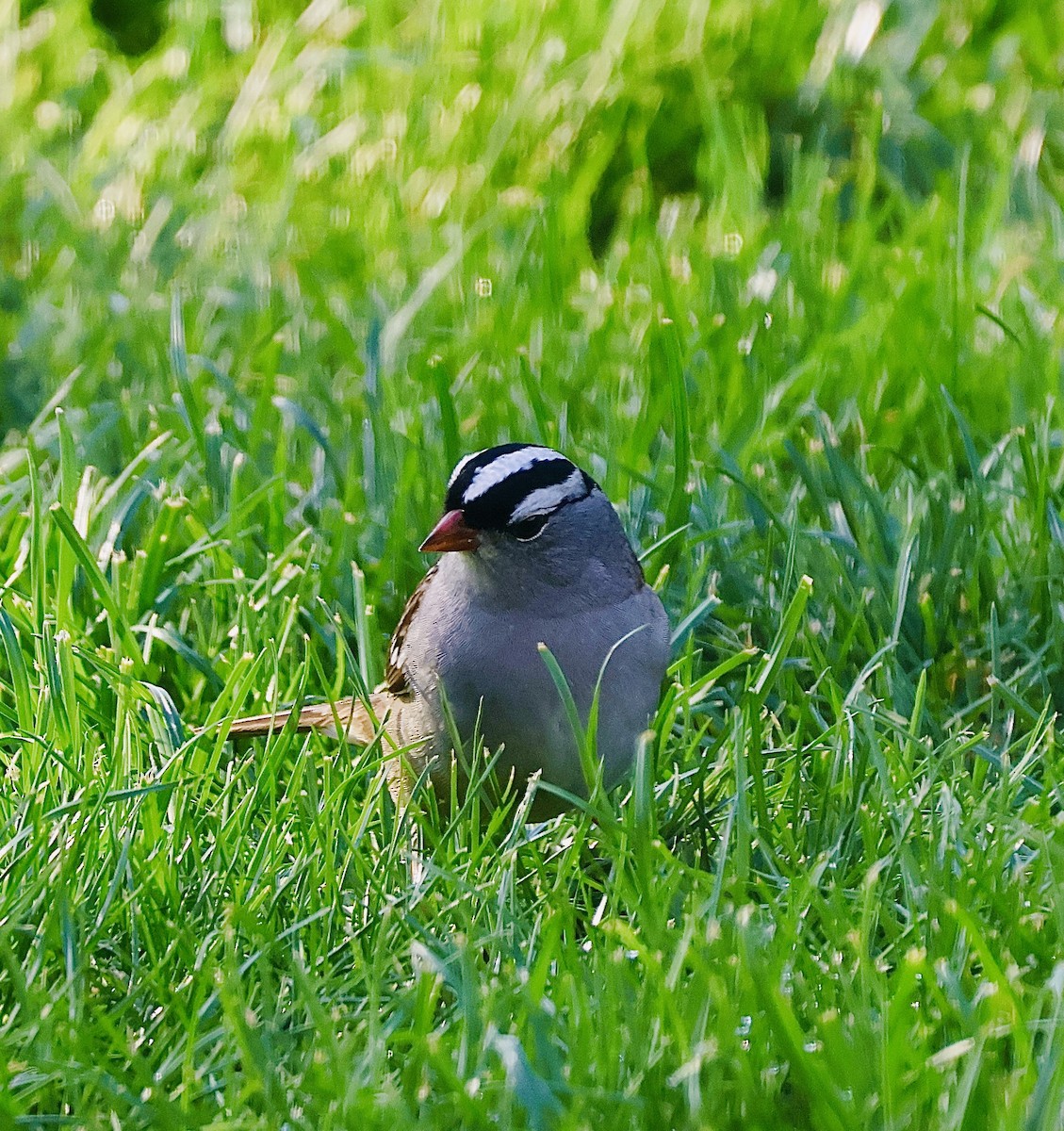 White-crowned Sparrow - ML618345498