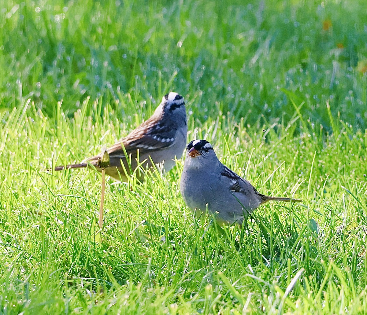 White-crowned Sparrow - ML618345499
