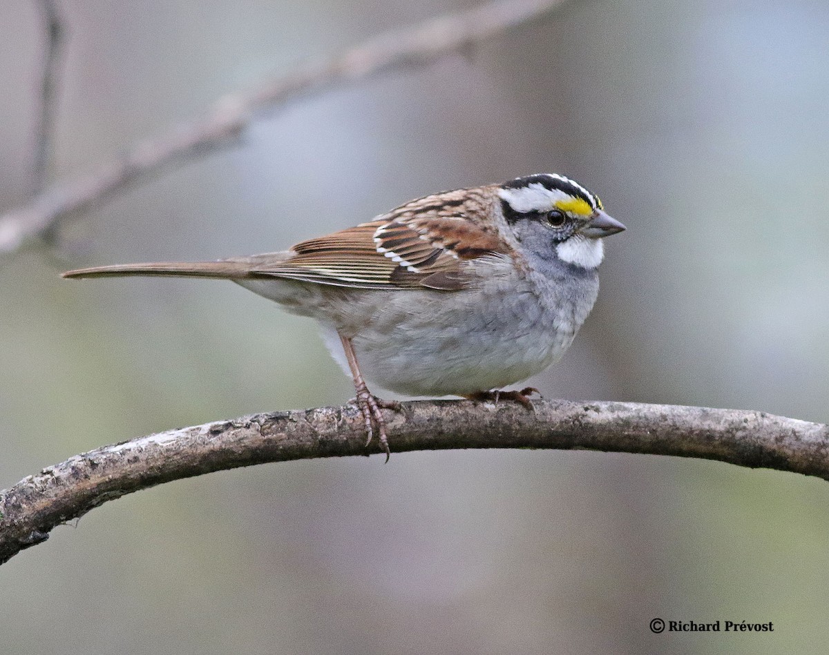 White-throated Sparrow - ML618345505