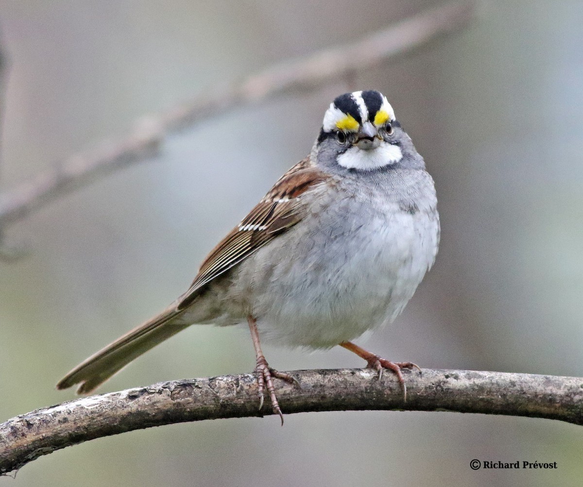 White-throated Sparrow - ML618345515