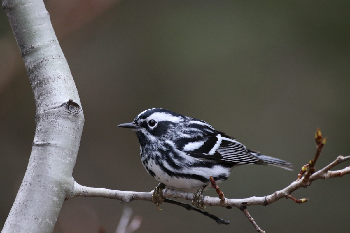 Black-and-white Warbler - ML618345530