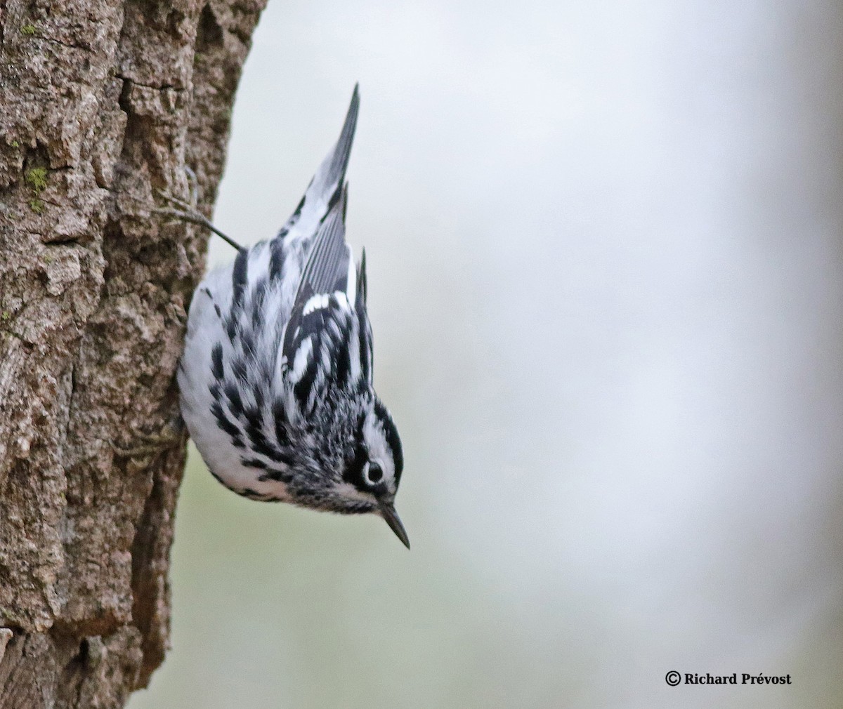 Black-and-white Warbler - ML618345534