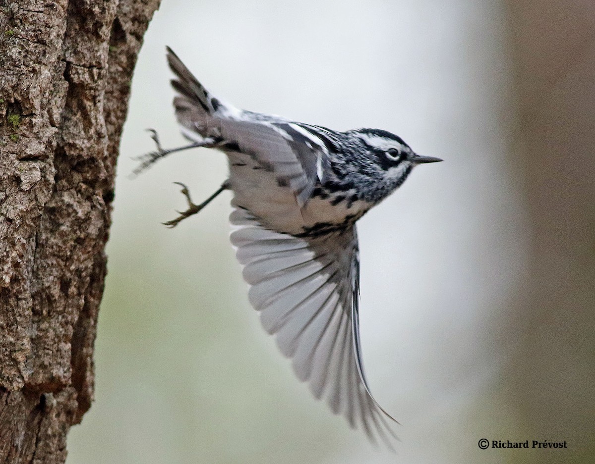 Black-and-white Warbler - ML618345541