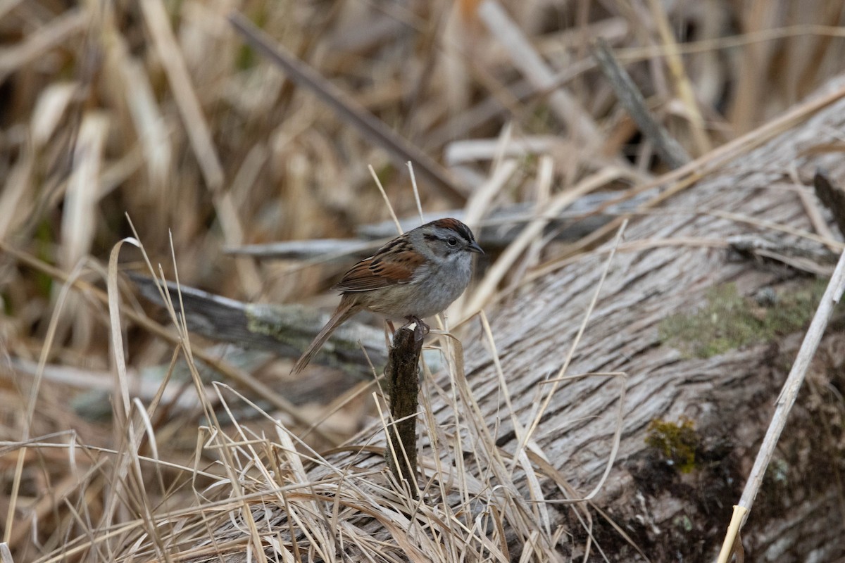 Swamp Sparrow - ML618345569