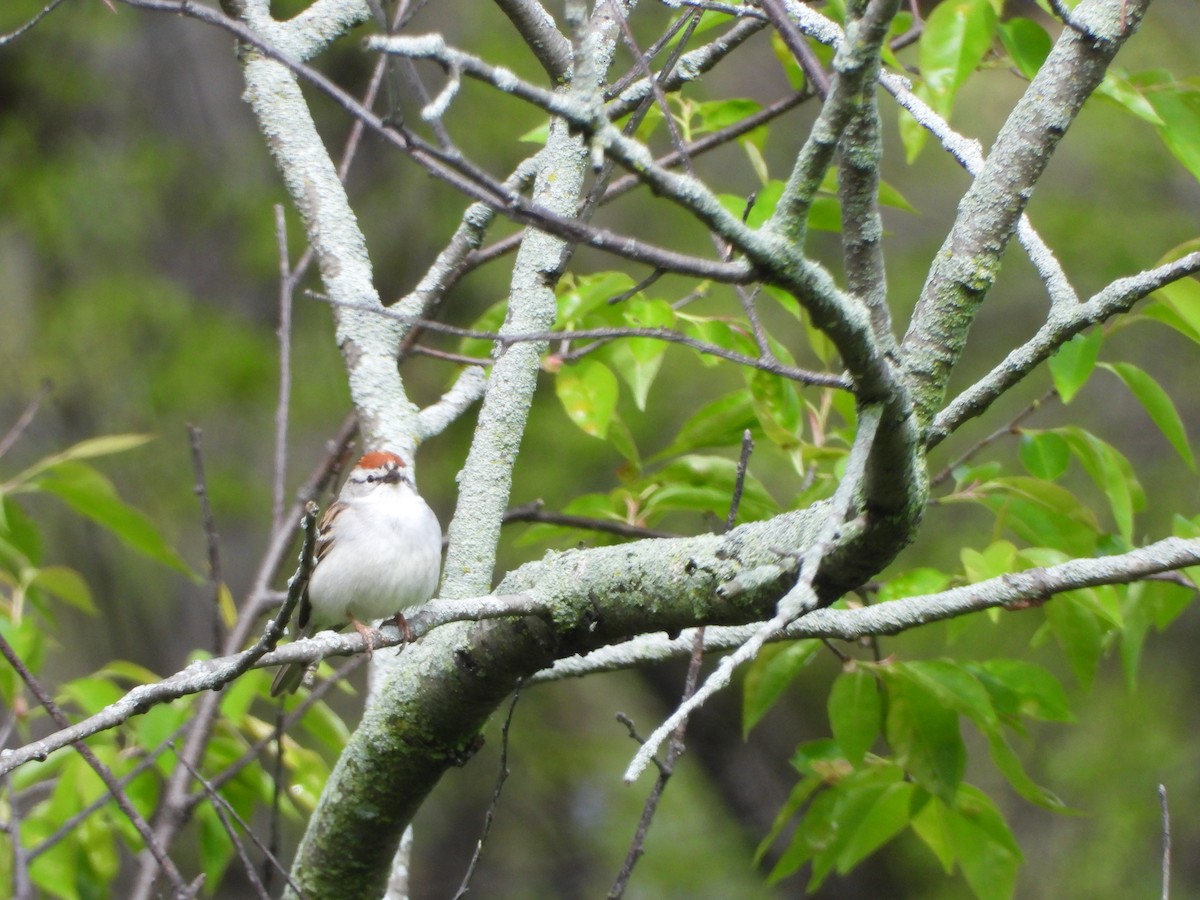 Chipping Sparrow - ML618345586