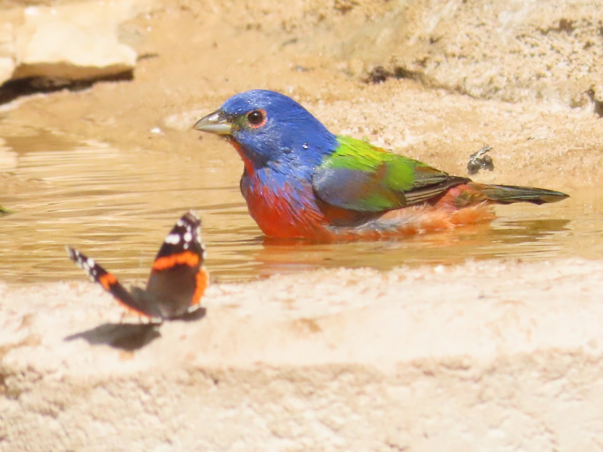 Painted Bunting - ML618345635