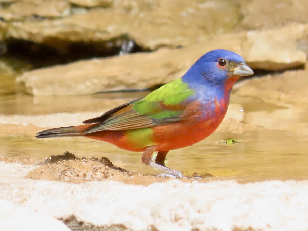 Painted Bunting - Carol Comeau